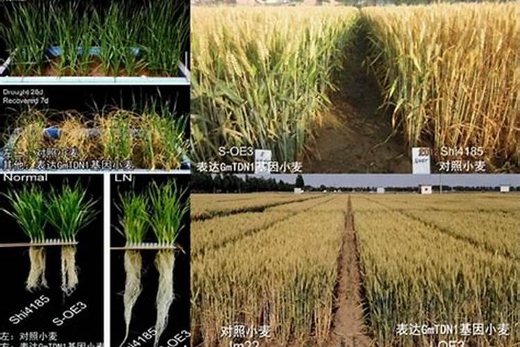 小麦最忌三种肥料