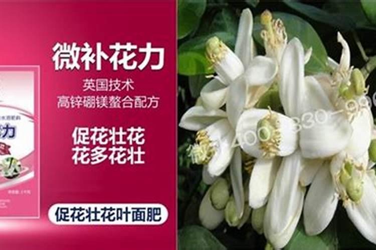 柚子施什么肥最甜