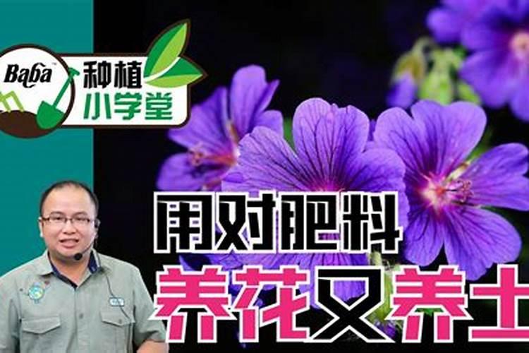 三红蜜柚萌芽期的管理