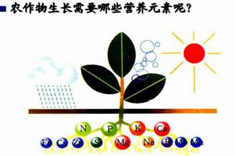硫酸钾肥适合种植什么