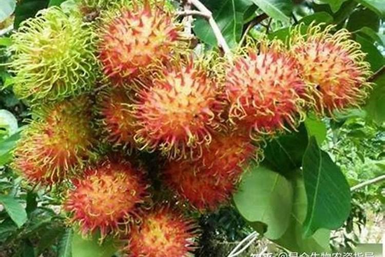 植物的叶子也能吸收肥料吗？