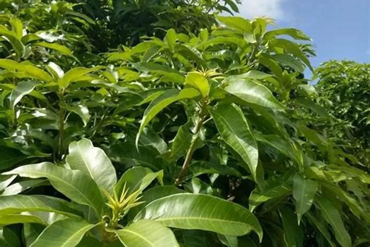 芒果叶子长这么长是什么原因？