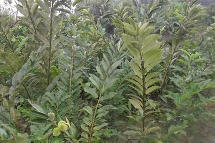 板栗用什么复合肥好