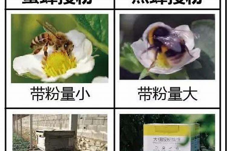 花椒开花授粉需要施肥,配制叶面肥的方法有哪些？