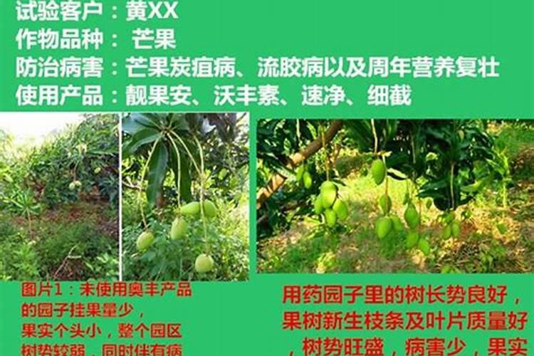 芒果催花时间和方法