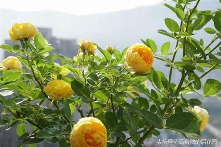 盆栽月季花如何施肥入冬前月季应该施肥方法是什么