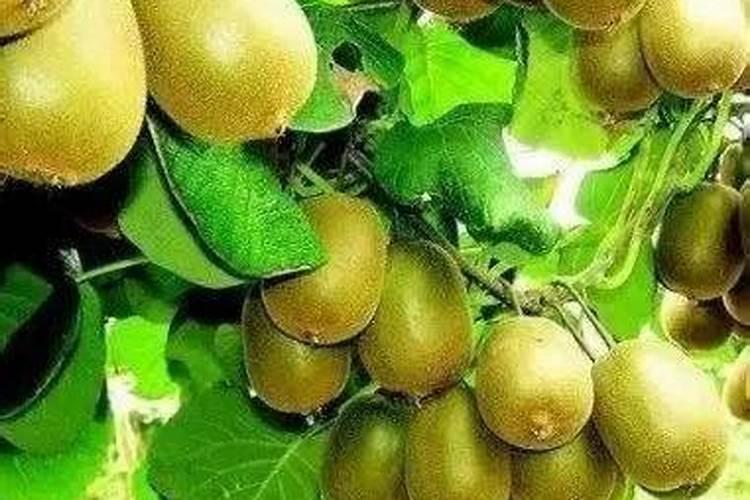 花生叶子发黄打什么药
