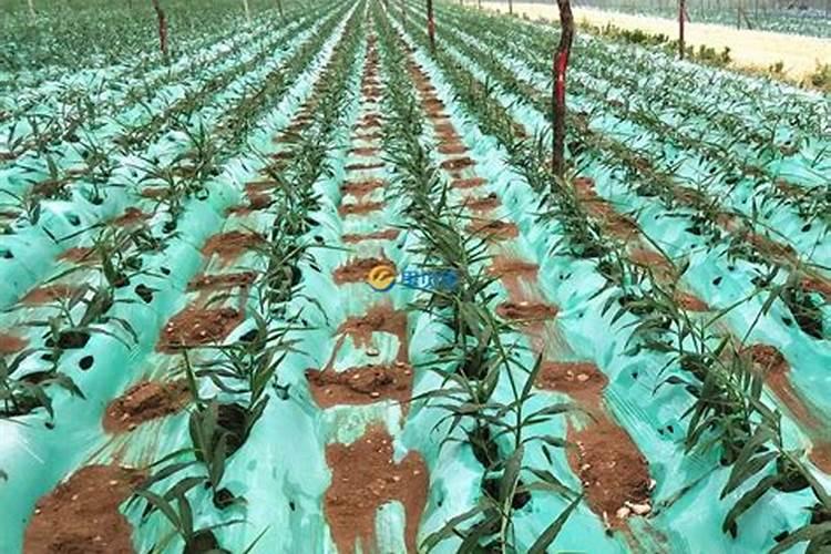 大姜种植后头两次浇水应怎么冲施肥料？