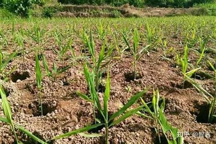 大姜种植后头两次浇水应怎么冲施肥料？