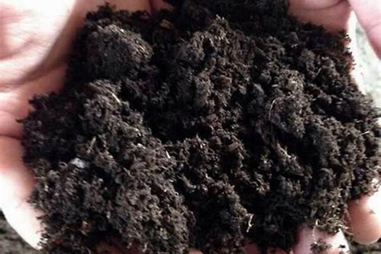 大姜第一遍用什么水溶肥？