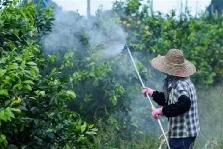自制水溶叶面肥:清水30斤需用多少红糖和发酵粉