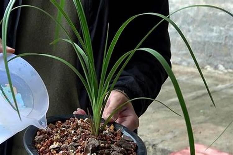 兰花花肥用什么合适 肥料制作与使用方法