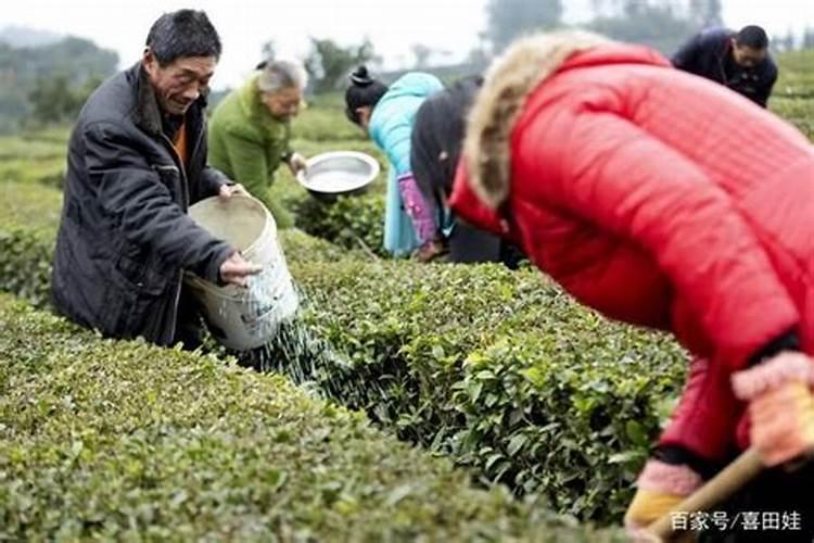 喝剩下茶叶可以倒入花盆吗 茶叶可以养什么花草