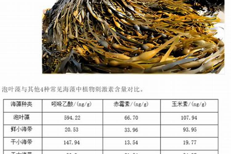 菊花多久浇水多久施肥 菊花的浇水和施肥频率是多久一次？