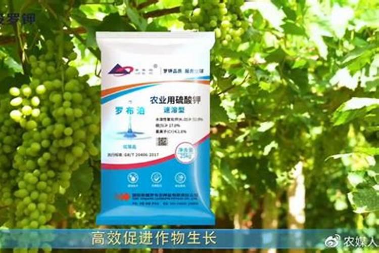 罗布泊硫酸钾在柑橘种植中的效果如何？