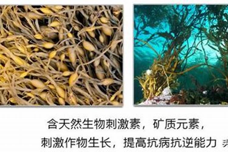 生根最快的肥料是什么呢？怎么使用呢？