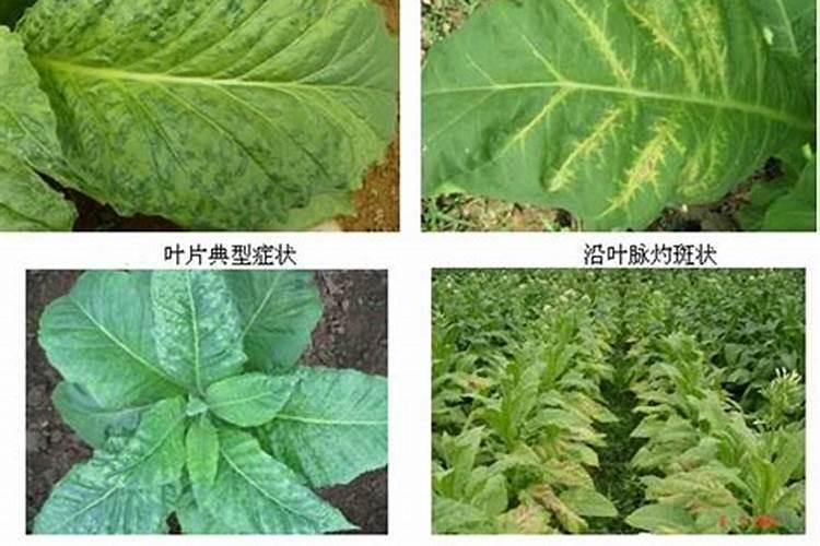 烤烟施钾肥最佳时间 什么时候使用效果好