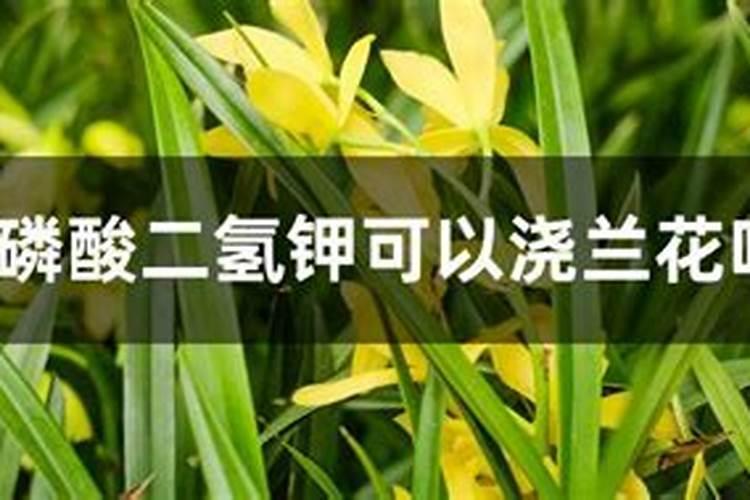 磷酸二氢钾可以浇兰花吗