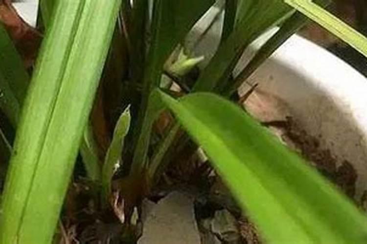 磷酸二氢钾使用方法兰花