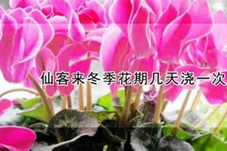 仙客来冬天怎么养