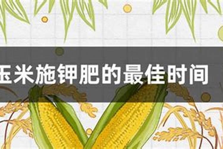 玉米生长过程中要冲施钾肥吗？