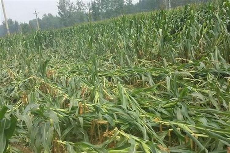 玉米专用复合肥气味非常重请问是好肥料吗