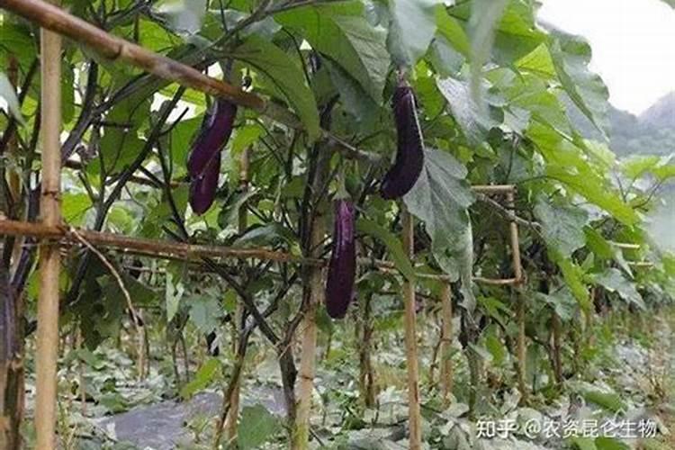 茄子施肥方法和注意事项 茄子施肥方法和注意事项有哪些