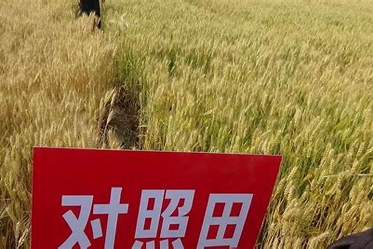 鱼塘有鱼能用生石灰消毒吗？