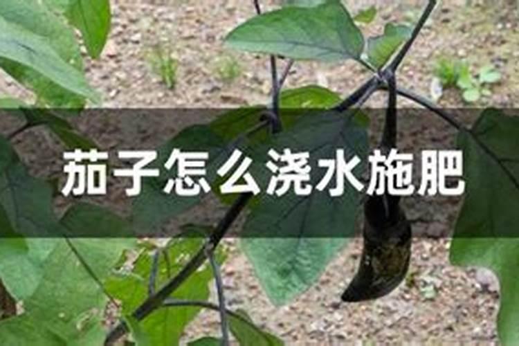 给茄子追肥需要注意哪些事项