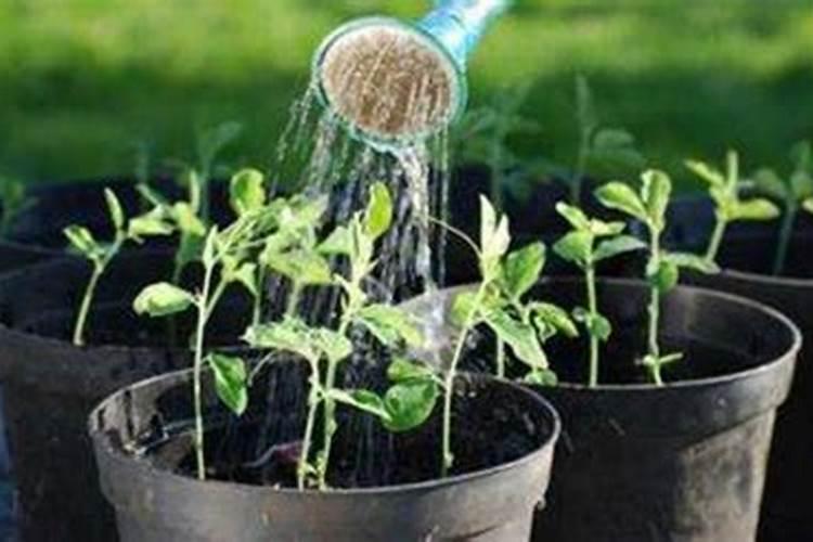 茶花施什么肥最好