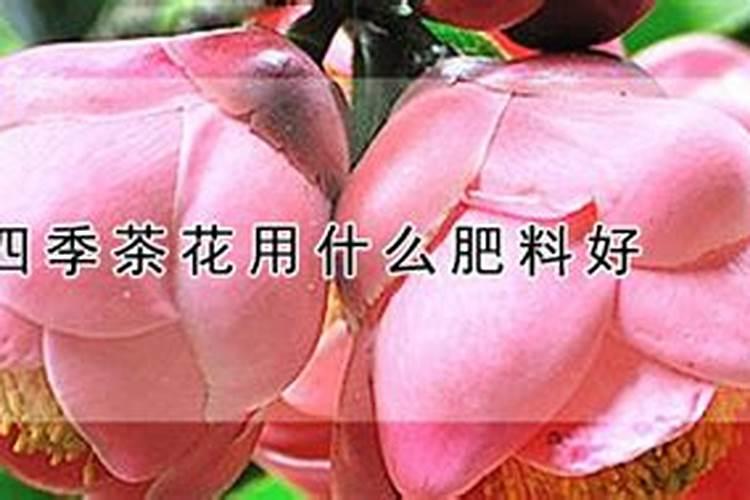 盆栽茶花施什么肥好(茶花施什么肥比较好)