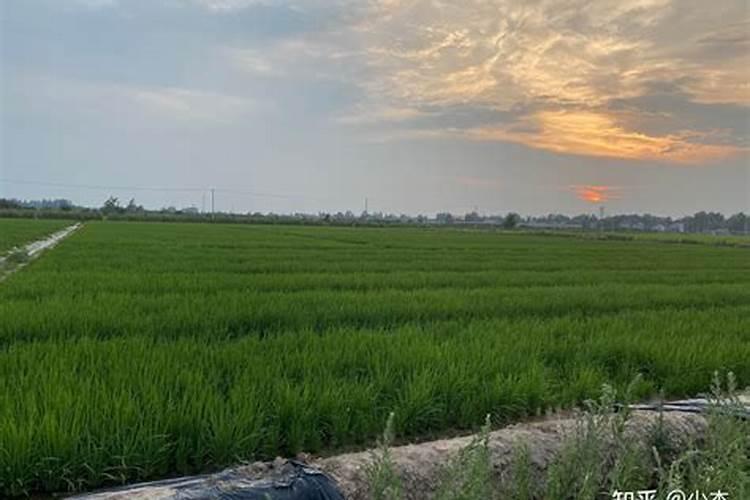 小麦返青期苗子缺氮肥发黄喷什么叶面肥？