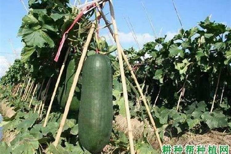 高粱专用肥配方