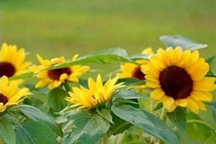 葵花追肥用什么肥好(葵花前期需要冲施什么肥料来吸收)