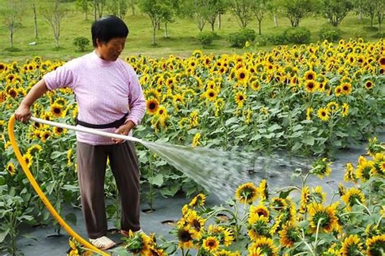 葵花追肥用什么肥好