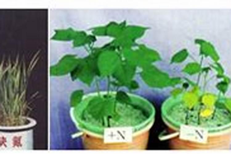 现在这个时候最适合施肥,抓紧机会让你的花根壮叶绿