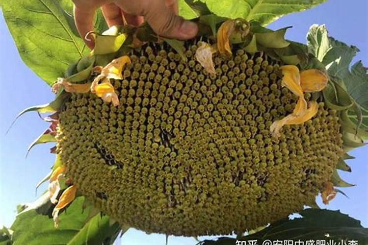 樱桃树施什么肥最好