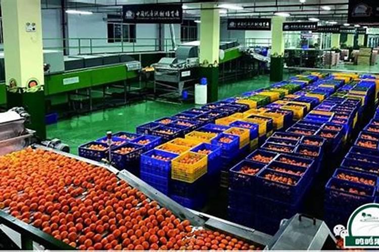 柑橘专用叶面肥 果树叶面肥哪家好 柑橘用什么叶面肥效果好