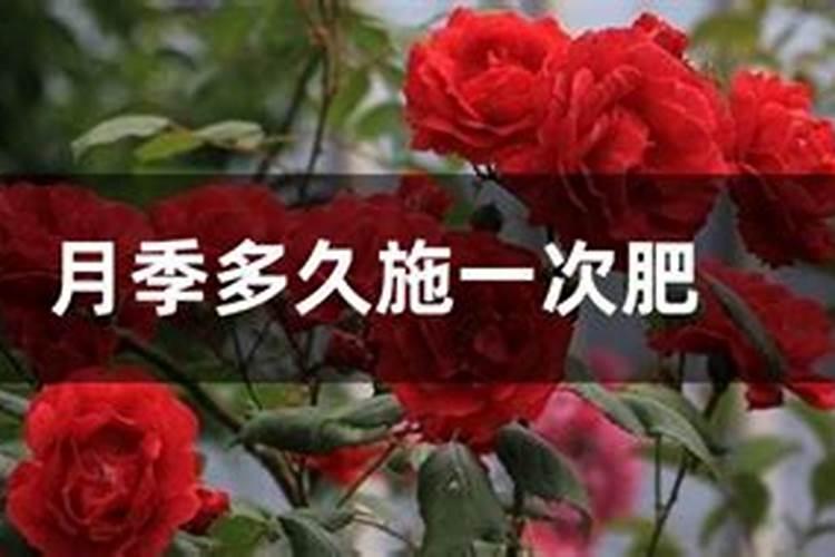 嫁接香爪从移栽到管理,到采摘整个过程的技述