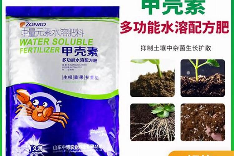 在生姜作物上如何使用甲壳素肥料？