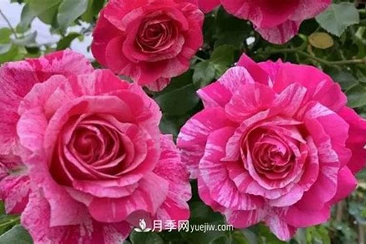 冬天月季施什么肥最好