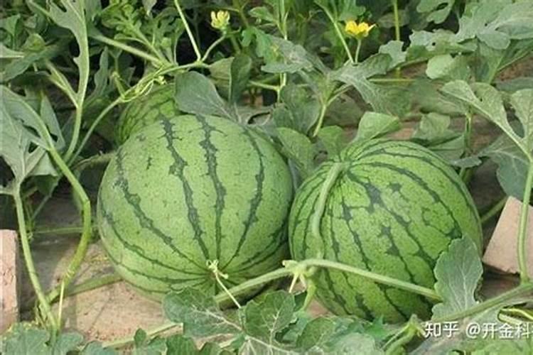 西瓜膨果用什么肥料好？