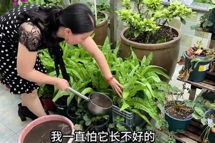 西瓜什么时候追肥合适,高产追肥方法
