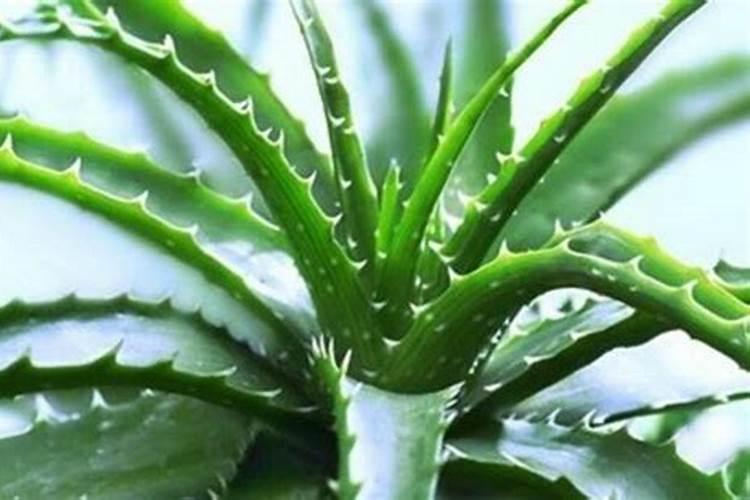 家养芦荟一般施什么肥叶片直挺肥厚？