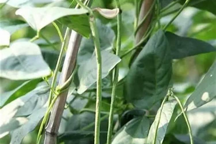 种豆角用什么肥料最好 种豆角用磷酸二氢钾肥可以吗
