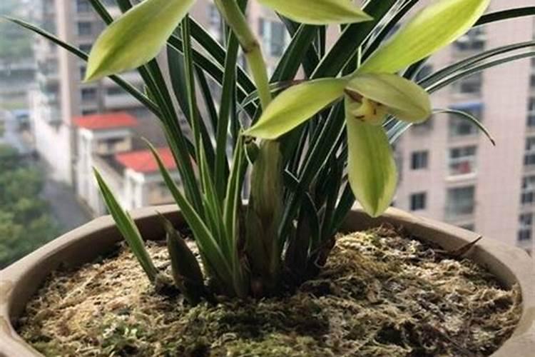 茉莉花追肥用什么肥料好