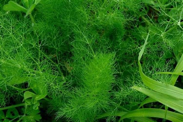 南宁普田润生物有机肥有限公司怎么样