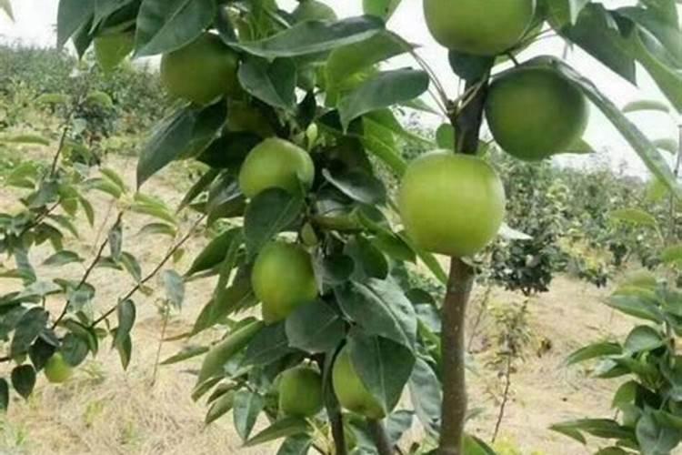 梨树膨果期用什么肥料
