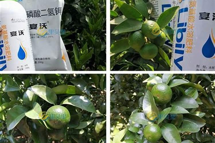 果树叶面肥有哪些