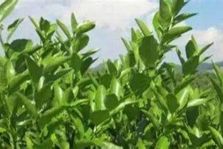 中国最好的果树叶面肥有哪些？